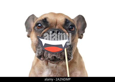 Lustige Halloween Französische Bulldogge Hund verkleidet mit lächelnden Vampir Mund mit reißzähne Papier Foto prop vor der Schnauze isoliert auf weißem backgro gehalten Stockfoto