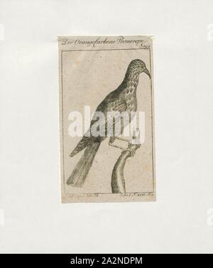 Promerops cafer, Ausdrucken, die Cape sugarbird (Promerops cafer) ist eine der acht Vogelarten zu den Fynbos biome des Western Cape und Eastern Cape Provinz von Südafrika endemisch., 1772-1829 Stockfoto