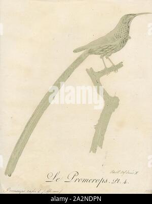 Promerops cafer, Ausdrucken, die Cape sugarbird (Promerops cafer) ist eine der acht Vogelarten zu den Fynbos biome des Western Cape und Eastern Cape Provinz von Südafrika endemisch., 1802 Stockfoto