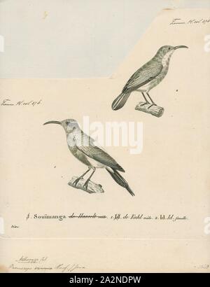 Promerops eximia, Drucken, sugarbird, der sugarbirds sind eine kleine Gattung, Promerops, und Familie, Promeropidae, der aus Vögeln, in das südliche Afrika beschränkt. Im allgemeinen Aussehen und Gewohnheiten, sie ähneln großen, langen-tailed Nektarvögel, sind aber möglicherweise stärker an den Australischen honeyeaters. Sie haben braune Gefieder, die lange downcurved Bill typisch für aus Nektar, Versorger, und lange Schwanzfedern., 1700-1880 Stockfoto