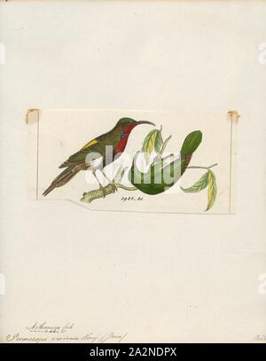 Promerops eximia, Drucken, sugarbird, der sugarbirds sind eine kleine Gattung, Promerops, und Familie, Promeropidae, der aus Vögeln, in das südliche Afrika beschränkt. Im allgemeinen Aussehen und Gewohnheiten, sie ähneln großen, langen-tailed Nektarvögel, sind aber möglicherweise stärker an den Australischen honeyeaters. Sie haben braune Gefieder, die lange downcurved Bill typisch für aus Nektar, Versorger, und lange Schwanzfedern., 1820-1860 Stockfoto