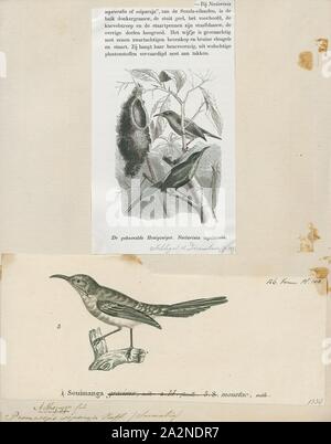 Promerops siparaja, Drucken, sugarbird, der sugarbirds sind eine kleine Gattung, Promerops, und Familie, Promeropidae, der aus Vögeln, in das südliche Afrika beschränkt. Im allgemeinen Aussehen und Gewohnheiten, sie ähneln großen, langen-tailed Nektarvögel, sind aber möglicherweise stärker an den Australischen honeyeaters. Sie haben braune Gefieder, die lange downcurved Bill typisch für aus Nektar, Versorger, und lange Schwanzfedern., 1838 Stockfoto