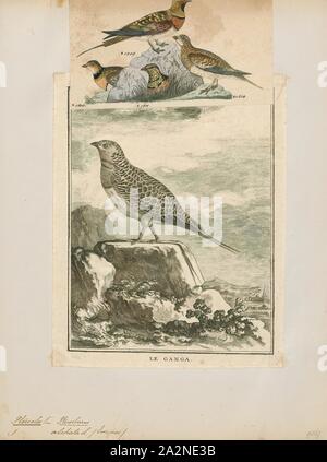 Pterocles alchata, Drucken, die Pin-tailed sandgrouse (Pterocles alchata) ist ein mittelgroßer Vogel in der sandgrouse Familie. Es hat einen kleinen, Taube wie Kopf und Hals und einen robusten, kompakten Gehäuse. Es hat lange spitzen Flügeln, die weiß, was darunter ist, einen langen Schwanz und einen schnellen direkten Flug. Schafe fliegen zu Wasserstellen in der Morgendämmerung. Der Anruf ist ein lautes kattar - kattar. Dieses gesellige Spezies Rassen auf trockenen, offenen, baumlosen Ebenen und ähnliche Lebensräume. Sein Nest ist ein Boden kratzen, in den zwei oder drei cremefarbene Eier mit kryptischen Aufschriften sind. Beide Geschlechter bebrüten die Eier., 1700-1880 Stockfoto