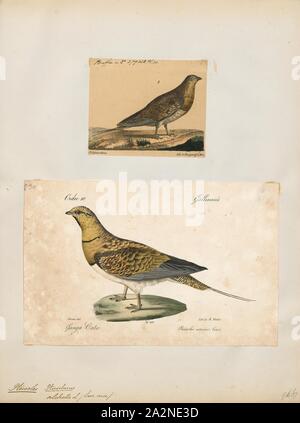 Pterocles alchata, Drucken, die Pin-tailed sandgrouse (Pterocles alchata) ist ein mittelgroßer Vogel in der sandgrouse Familie. Es hat einen kleinen, Taube wie Kopf und Hals und einen robusten, kompakten Gehäuse. Es hat lange spitzen Flügeln, die weiß, was darunter ist, einen langen Schwanz und einen schnellen direkten Flug. Schafe fliegen zu Wasserstellen in der Morgendämmerung. Der Anruf ist ein lautes kattar - kattar. Dieses gesellige Spezies Rassen auf trockenen, offenen, baumlosen Ebenen und ähnliche Lebensräume. Sein Nest ist ein Boden kratzen, in den zwei oder drei cremefarbene Eier mit kryptischen Aufschriften sind. Beide Geschlechter bebrüten die Eier., 1700-1880 Stockfoto