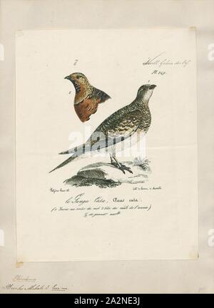 Pterocles alchata, Drucken, die Pin-tailed sandgrouse (Pterocles alchata) ist ein mittelgroßer Vogel in der sandgrouse Familie. Es hat einen kleinen, Taube wie Kopf und Hals und einen robusten, kompakten Gehäuse. Es hat lange spitzen Flügeln, die weiß, was darunter ist, einen langen Schwanz und einen schnellen direkten Flug. Schafe fliegen zu Wasserstellen in der Morgendämmerung. Der Anruf ist ein lautes kattar - kattar. Dieses gesellige Spezies Rassen auf trockenen, offenen, baumlosen Ebenen und ähnliche Lebensräume. Sein Nest ist ein Boden kratzen, in den zwei oder drei cremefarbene Eier mit kryptischen Aufschriften sind. Beide Geschlechter bebrüten die Eier., 1825-1834 Stockfoto