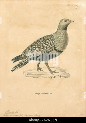 Pterocles arenarius, Drucken, Pterocles ist eine Gattung der Vögel aus der Nähe in der sandgrouse Familie. Es umfasst alle Arten in der Familie außer zwei Zentralasiatischen Arten in Syrrhaptes, 1700-1880 Stockfoto