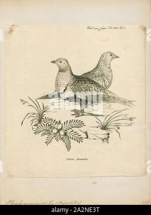 Pterocles arenarius, Drucken, Pterocles ist eine Gattung der Vögel aus der Nähe in der sandgrouse Familie. Es umfasst alle Arten in der Familie außer zwei Zentralasiatischen Arten in Syrrhaptes, 1750-1776 Stockfoto