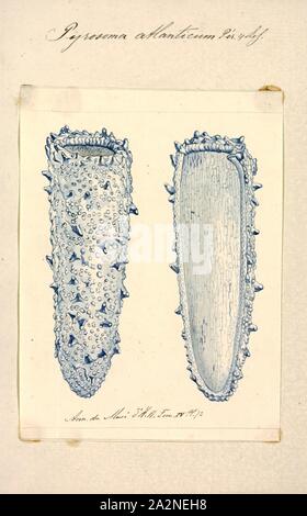 Pyrosoma atlanticum, Drucken, Pyrosoma atlanticum ist eine pelagische Arten mariner kolonialen tunicate in der Klasse Thaliacea in gemäßigten Gewässern weltweit gefunden. Der Name der Gattung stammt aus dem griechischen Wort pyros Sinne 'Feuer' und Soma "Körper", bezieht sich auf die hellen Biolumineszenz manchmal emittiert. Die spezifische Epitheton atlanticum bezieht sich auf den Atlantischen Ozean, von wo aus das erste Exemplar der Spezies für die wissenschaftliche Beschreibung gesammelt wurde; es wurde 1804 von François Péron, ein französischer Naturforscher beschrieben. Stockfoto