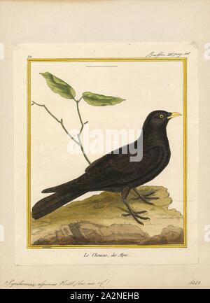 Pyrrhocorax alpinus, Drucken, die Pfeifhasen, oder yellow-billed chough (Ochotonidae), manchmal ist ein Vogel in die Krähe Familie, einer von nur zwei Arten in der Gattung Pyrrhocorax. Die beiden Unterarten Rasse in den hohen Bergen von Spanien ostwärts durch Südeuropa und Nordafrika, Zentralasien und Nepal, und es kann Nest an einer höheren Höhe als jeder andere Vogel. Die Eier sind Anpassungen an die dünne Atmosphäre, die Verbesserung der Sauerstoff und Wasser zu verringern., 1700-1880 Stockfoto