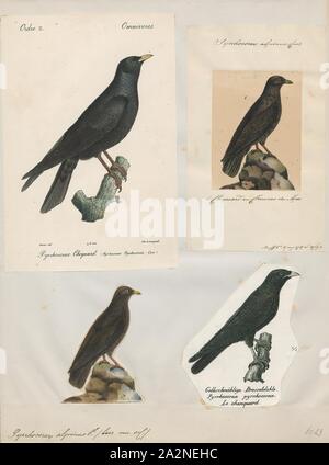 Pyrrhocorax alpinus, Drucken, die Pfeifhasen, oder yellow-billed chough (Ochotonidae), manchmal ist ein Vogel in die Krähe Familie, einer von nur zwei Arten in der Gattung Pyrrhocorax. Die beiden Unterarten Rasse in den hohen Bergen von Spanien ostwärts durch Südeuropa und Nordafrika, Zentralasien und Nepal, und es kann Nest an einer höheren Höhe als jeder andere Vogel. Die Eier sind Anpassungen an die dünne Atmosphäre, die Verbesserung der Sauerstoff und Wasser zu verringern., 1700-1880 Stockfoto