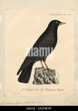 Pyrrhocorax alpinus, Drucken, die Pfeifhasen, oder yellow-billed chough (Ochotonidae), manchmal ist ein Vogel in die Krähe Familie, einer von nur zwei Arten in der Gattung Pyrrhocorax. Die beiden Unterarten Rasse in den hohen Bergen von Spanien ostwärts durch Südeuropa und Nordafrika, Zentralasien und Nepal, und es kann Nest an einer höheren Höhe als jeder andere Vogel. Die Eier sind Anpassungen an die dünne Atmosphäre, die Verbesserung der Sauerstoff und Wasser zu verringern., 1825-1834 Stockfoto