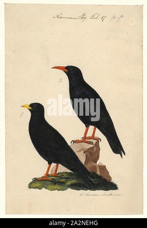 Pyrrhocorax alpinus, Drucken, die Pfeifhasen, oder yellow-billed chough (Ochotonidae), manchmal ist ein Vogel in die Krähe Familie, einer von nur zwei Arten in der Gattung Pyrrhocorax. Die beiden Unterarten Rasse in den hohen Bergen von Spanien ostwärts durch Südeuropa und Nordafrika, Zentralasien und Nepal, und es kann Nest an einer höheren Höhe als jeder andere Vogel. Die Eier sind Anpassungen an die dünne Atmosphäre, die Verbesserung der Sauerstoff und Wasser zu verringern., 1840 Stockfoto