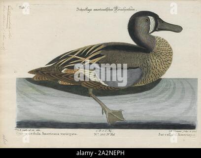 Querquedula discors, Drucken, das Blue-winged Teal (Spachtel discors) ist eine Vogelart aus der Ente, Gans, und Swan Familie Entenvögel. Einer der kleineren Mitglieder der Dabbling Duck Gruppe, tritt er in Nordamerika, wo es Rassen aus dem südlichen Alaska zu Nova Scotia, und Süd nach Nord Texas. Es Wintern entlang des Pazifischen und Atlantischen Küsten und nach Süden in die Karibik und Mittelamerika., 1700-1880 Stockfoto