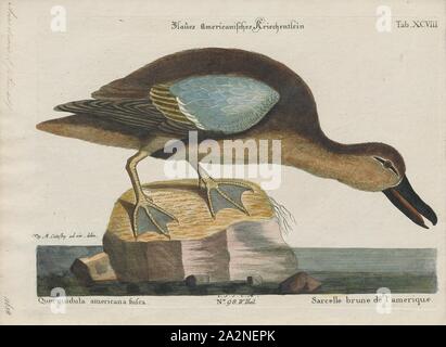 Querquedula discors, Drucken, das Blue-winged Teal (Spachtel discors) ist eine Vogelart aus der Ente, Gans, und Swan Familie Entenvögel. Einer der kleineren Mitglieder der Dabbling Duck Gruppe, tritt er in Nordamerika, wo es Rassen aus dem südlichen Alaska zu Nova Scotia, und Süd nach Nord Texas. Es Wintern entlang des Pazifischen und Atlantischen Küsten und nach Süden in die Karibik und Mittelamerika., 1700-1880 Stockfoto