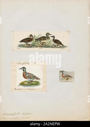 Querquedula Formosa, Drucken, den Baikal teal (Sibirionetta formosa), auch die bimaculate Ente oder Kreischen Ente genannt wird, ist ein Dabbling Duck, die Rassen in Osteuropa Russland und die Winter in Ostasien., 1700-1880 Stockfoto