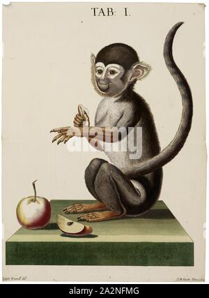 Saimiri, Drucken, Totenkopfäffchen sind neue Welt- Affen der Gattung Saimiri. Saimiri ist die einzige Gattung der Unterfamilie Saimirinae. Der Name der Gattung ist der Tupi Ursprungs (SAI-mirim oder Gai-mbirin&lt; sai 'Monkey' und 'Smirim Mall') und war auch als einen englischen Namen von frühen Forscher verwendet., 1748 Stockfoto