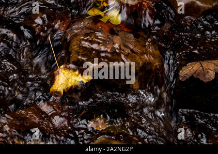 Die gelbe maple leaf liegt auf einem Stein in den Strom des Berg River Stockfoto