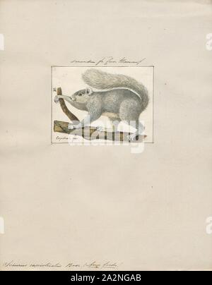 Sciurus capistratus, Ausdrucken, die Gattung Sciurus enthält die meisten der Gemeinsamen, buschigen Eichhörnchen in Nordamerika, Europa, beschattete, temperiertes Asien, Mittelamerika und Südamerika., 1700-1880 Stockfoto