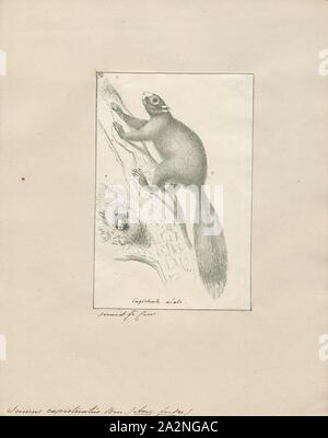 Sciurus capistratus, Ausdrucken, die Gattung Sciurus enthält die meisten der Gemeinsamen, buschigen Eichhörnchen in Nordamerika, Europa, beschattete, temperiertes Asien, Mittelamerika und Südamerika., 1700-1880 Stockfoto