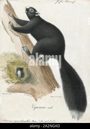 Sciurus capistratus, Ausdrucken, die Gattung Sciurus enthält die meisten der Gemeinsamen, buschigen Eichhörnchen in Nordamerika, Europa, beschattete, temperiertes Asien, Mittelamerika und Südamerika., 1700-1880 Stockfoto