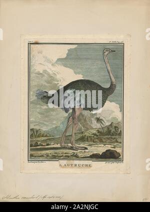 Struthio camelus, Drucken, die gemeinsame Strauß (Struthio camelus), oder einfach, Strauß, ist eine Pflanzenart aus der Gattung der großen flugunfähigen Vogel native auf bestimmte grosse Gebiete von Afrika. Es ist eine der zwei bestehenden Arten von straußen, der einzige lebende Mitglieder der Gattung Struthio im Laufvogelfleisch um Vögel. Der andere ist der somalischen Strauße (Struthio molybdophanes), die als verschiedene Arten von BirdLife International im Jahr 2014. Zuvor als sehr markante Unterarten von Strauß., 1700-1880 erkannt wurde Stockfoto