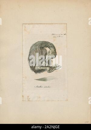 Struthio camelus, Drucken, die gemeinsame Strauß (Struthio camelus), oder einfach, Strauß, ist eine Pflanzenart aus der Gattung der großen flugunfähigen Vogel native auf bestimmte grosse Gebiete von Afrika. Es ist eine der zwei bestehenden Arten von straußen, der einzige lebende Mitglieder der Gattung Struthio im Laufvogelfleisch um Vögel. Der andere ist der somalischen Strauße (Struthio molybdophanes), die als verschiedene Arten von BirdLife International im Jahr 2014. Zuvor als sehr markante Unterarten von Strauß, 1810 anerkannt wurde. Stockfoto