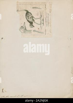 Struthio camelus, Drucken, die gemeinsame Strauß (Struthio camelus), oder einfach, Strauß, ist eine Pflanzenart aus der Gattung der großen flugunfähigen Vogel native auf bestimmte grosse Gebiete von Afrika. Es ist eine der zwei bestehenden Arten von straußen, der einzige lebende Mitglieder der Gattung Struthio im Laufvogelfleisch um Vögel. Der andere ist der somalischen Strauße (Struthio molybdophanes), die als verschiedene Arten von BirdLife International im Jahr 2014. Zuvor als sehr markante Unterarten von Strauß., 1829-1844 erkannt wurde Stockfoto