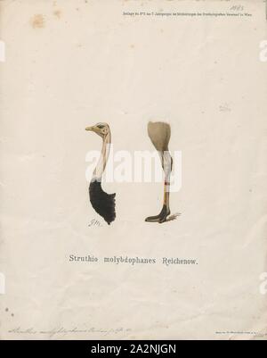 Struthio molybdophanes, Drucken, den somalischen Strauße (Struthio molybdophanes), auch als Blue-necked Strauß bekannt, ist eine große flugunfähigen Vogel native auf das Horn von Afrika. Es war vorher als eine Unterart der gemeinsamen Strauß, sondern wurde als eigenständige Arten im Jahr 2014 identifiziert., Kopf und Bein Stockfoto