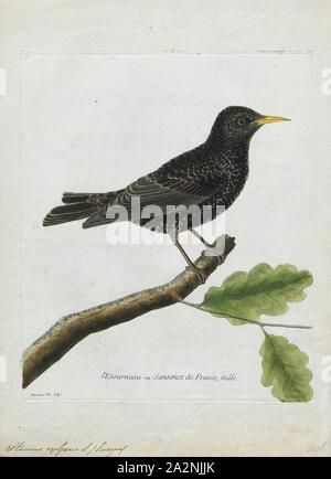 Sturnus vulgaris, Drucken, die gemeinsame Star (Sturnus vulgaris), auch bekannt als die Europäische Starling, oder auf den Britischen Inseln nur die starling, ist ein mittelständisches aus der starling Familie, sturnidae. Es ist etwa 20 cm (8 in) lang und hat glänzend schwarzes Gefieder mit einem metallischen Glanz, der mit Weiß an manchen Zeiten des Jahres gesprenkelt ist. Die Beine sind Rosa und die Rechnung ist Schwarz und Gelb im Winter im Sommer; junge Vögel haben brauner Gefieder als die Erwachsenen. Es ist ein lauter Vogel, vor allem in kommunale Quartieren und andere gesellige Situationen, mit einer Unmusikalisch aber abwechslungsreiche Songs. Sein Geschenk für Stockfoto