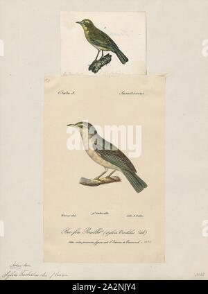 Sylvia trochilus, Drucken, der fitis (Phylloscopus trochilus) ist eine sehr häufige und weit verbreitete Blatt warbler, die Rassen im gesamten nördlichen und gemäßigten Europa und Asien, aus Irland Osten nach Anadyr River Basin in Ostsibirien. Es wird stark wandernden, mit fast allen der Bevölkerung überwintern in Afrika südlich der Sahara, 1700-1880 Stockfoto