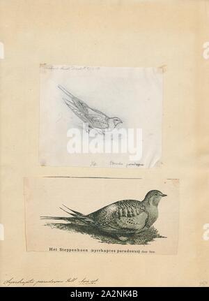 Syrrhaptes paradoxus, Drucken, der Pallas sandgrouse (Syrrhaptes paradoxus) ist ein mittelgroßer Vogel in der sandgrouse Familie nach dem deutschen Zoologen Peter Simon Pallas benannt. Der wissenschaftliche Name ist aus dem Griechischen. Die Gattung Syrrhaptes aus surrhaptos, der ewn zusammen" (den gefiederten Zehen beider Arten in der Gattung sind miteinander verschmolzen) und Paradoxus aus paradoxos, 'seltsame'., 1700-1880 Stockfoto