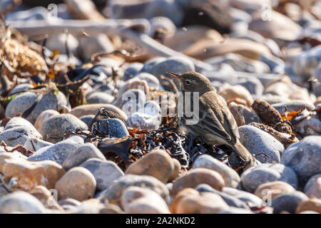 Rock Pieper (Anthus petrosus) im Stoney beach Fang vorbei fliegt. Dusky olive brown Oberseite schmutzig weiß underparts blassen Streifen über Auge Stockfoto