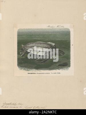 Testudo coriacea, Drucken, die leatherback Sea turtle (dermochelys Coriacea), manchmal auch als die Laute Schildkröte oder Ledrigen Schildkröte oder einfach die Luth, ist das größte aller lebenden Schildkröten und das vierte - schwerste moderne Reptile hinter drei crocodilians. Er ist der einzige lebende Arten in der Gattung Dermochelyidae Dermochelys und Familie. Es kann leicht von anderen modernen Meer unterschieden werden Schildkröten durch seinen Mangel an einem Knöchernen Schale, daher der Name. Stattdessen sein Panzer ist durch Haut und fettige Fleisch bedeckt., 1700-1880 Stockfoto