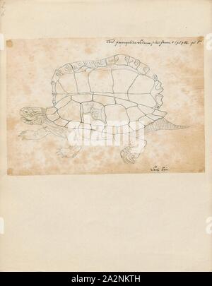 Testudo geographica, Drucken, der nördlichen Karte turtle (Graptemys geographica) oder gemeinsame Karte Schildkröte, ist eine aquatische Schildkröten in der Familie Emydidae. Es ist endemisch in Nordamerika., 1700-1880 Stockfoto