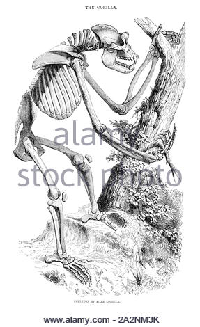 Skelett eines männlichen Gorilla, vintage Abbildung von 1880 Stockfoto