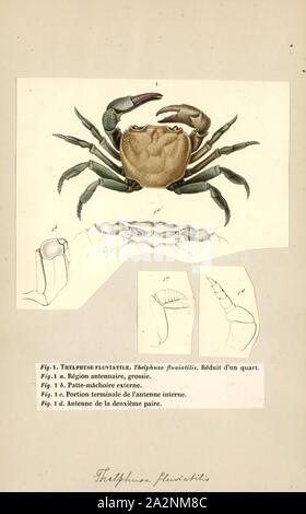 Thelphusa fluviatilis, Drucken, Potamon fluviatile ist ein Süßwasser-Krabben in oder in der Nähe von bewaldeten Bäche, Flüsse und Seen im südlichen Europa gefunden. Es ist ein Allesfresser mit breiter ökologischer Toleranzen, und Erwachsene in der Regel 50 mm (2 in) während der 10 - 12-jährigen Lebensspanne. Sie bewohnen Burrows und sind aggressiv, anscheinend outcompeting einheimischen Krebse Stockfoto