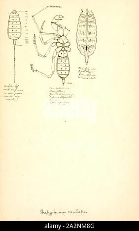 Thelyphonus Thelyphonus, Drucken, ist die Art der Gattung der Peitsche Scorpions oder 'vinegaroons' in der unterfamilie Thelyphoninae, mit Arten, die in Südostasien gefunden Stockfoto