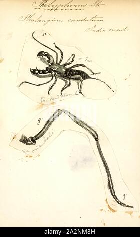 Thelyphonus Thelyphonus, Drucken, ist die Art der Gattung der Peitsche Scorpions oder 'vinegaroons' in der unterfamilie Thelyphoninae, mit Arten, die in Südostasien gefunden Stockfoto