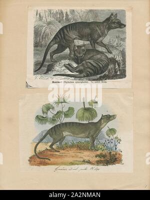 Thylacinus cynocephalus, Drucken, den Beutelwolf (Thylacinus cynocephalus), heute ausgestorben, ist einer der größten bekannten fleischfressenden Beuteltiere, etwa 4 Millionen Jahren entwickelt. Die letzte bekannte lebende Tier wurde 1933 in Tasmanien erfasst. Es wird allgemein als der Tasmanische Tiger aufgrund seiner unteren Rücken gestreift, oder der Beutelwolf wegen seiner canid Eigenschaften bekannt. Es war ursprünglich aus Tasmanien, Neuguinea und dem Australischen Festland., 1700-1880 Stockfoto