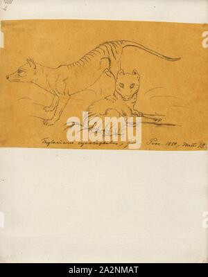 Thylacinus cynocephalus, Drucken, den Beutelwolf (Thylacinus cynocephalus), heute ausgestorben, ist einer der größten bekannten fleischfressenden Beuteltiere, etwa 4 Millionen Jahren entwickelt. Die letzte bekannte lebende Tier wurde 1933 in Tasmanien erfasst. Es wird allgemein als der Tasmanische Tiger aufgrund seiner unteren Rücken gestreift, oder der Beutelwolf wegen seiner canid Eigenschaften bekannt. Es war ursprünglich aus Tasmanien, Neuguinea und dem Australischen Festland., 1850 Stockfoto