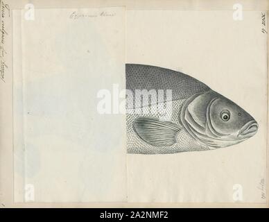 Tinca vulgaris, Drucken, 1700-1880 Stockfoto