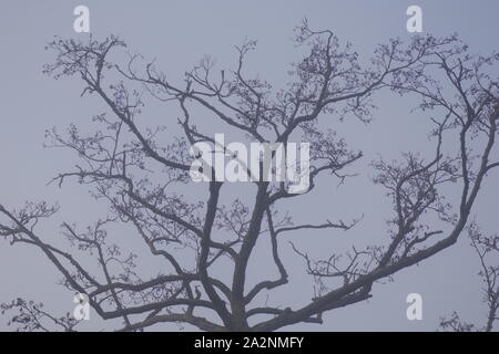 Silhouetted blattlosen Winter Tree Branch. Exeter, Devon, Großbritannien. Stockfoto