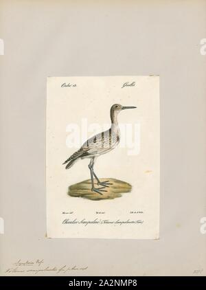 Semipalmatus Totanus, Ausdrucken, die willet (Tringa semipalmata), früher in die monotypische Gattung als Catoptrophorus Catoptrophorus semipalmatus, ist ein großer Shorebird im scolopacidae Familie. Es ist eine relativ große und robuste sandpiper, und ist die größte der Spezies namens Hanks' in der Gattung Tringa. Seine nächsten Verwandten ist die Lesser yellowlegs, einer viel kleineren Vogel mit einem ganz anderen Aussehen abgesehen von den feinen, klaren und Dichte Muster der Hals, die beide Arten zeigen sich in der Zucht Gefieder. Er brütet in Nordamerika und auf den Westindischen Inseln und die Winter im Süden von Nordamerika Stockfoto