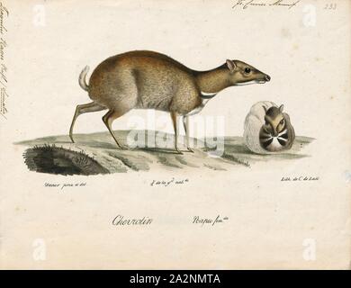 Tragulus napu, Drucken, die größere Maus - Hirsche, größere Malay chevrotain, oder napu (Tragulus napu) ist eine Pflanzenart aus der Gattung der Selbst-toed Ungulate in der Familie Tragulidae in Sumatra, Borneo gefunden, und kleinere Malaysischen und Indonesischen Inseln und im Süden von Myanmar, Thailand und die Halbinsel Malaysia. Ihr natürlicher Lebensraum ist subtropischen oder tropischen, feuchten, Auwald., 1818-1842 Stockfoto