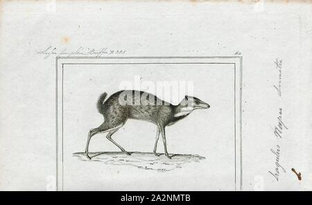 Tragulus napu, Drucken, die größere Maus - Hirsche, größere Malay chevrotain, oder napu (Tragulus napu) ist eine Pflanzenart aus der Gattung der Selbst-toed Ungulate in der Familie Tragulidae in Sumatra, Borneo gefunden, und kleinere Malaysischen und Indonesischen Inseln und im Süden von Myanmar, Thailand und die Halbinsel Malaysia. Ihr natürlicher Lebensraum ist subtropischen oder tropischen, feuchten, Auwald., 1838 Stockfoto