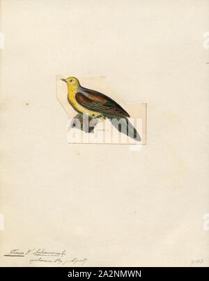 Treron sphenura, Drucken, der wedge-tailed grüne Taube oder Kokla grüne Taube (Treron sphenurus) ist eine Vogelart aus der Familie Columbidae., 1820-1860 Stockfoto