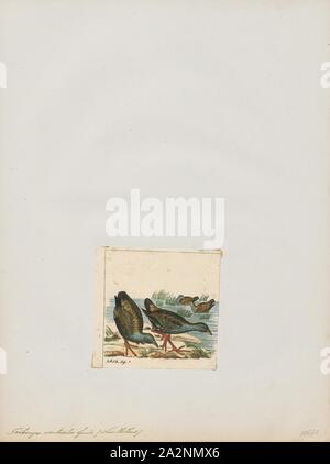 Tribonyx ventralis, Ausdrucken, die schwarz-tailed nativehen (Tribonyx Ventralis) ist eine Schiene in Australien., 1820-1863 Stockfoto
