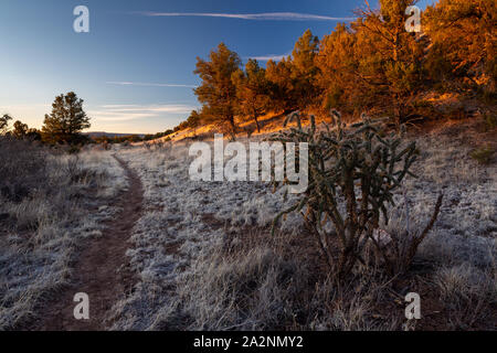 Ein cholla Kaktus wächst entlang der Zuni-Acoma Trail bei Sonnenaufgang. El Malpais National Monument, New Mexico Stockfoto