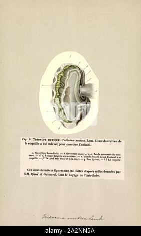 Tridacna, Drucken, Tridacna ist eine Gattung der großen Meerwasser Muscheln, marine Muscheln in der unterfamilie Tridacninae, die riesenmuscheln. Haben sie schwere Tanks, geriffelt mit 4 bis 6 Falten. Der Mantel ist hell gefärbt. Sie bewohnen, flachen Gewässern der Korallenriffe in warmen Meeren der indopazifischen Region. Diese Muscheln sind sehr beliebt in Meerwasseraquarien, und in einigen Bereichen, wie z.b. den Philippinen, die Mitglieder der Gattung sind für die Marine aquarium Handel bewirtschaftet. Sie leben in Symbiose mit photosynthetischen Algen (Zooxanthellen). Einige Arten sind von Menschen gegessen Stockfoto