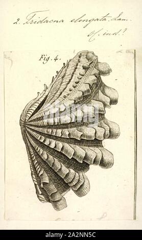 Tridacna elongata, Drucken, Tridacna ist eine Gattung der großen Meerwasser Muscheln, marine Muscheln in der unterfamilie Tridacninae, die riesenmuscheln. Haben sie schwere Tanks, geriffelt mit 4 bis 6 Falten. Der Mantel ist hell gefärbt. Sie bewohnen, flachen Gewässern der Korallenriffe in warmen Meeren der indopazifischen Region. Diese Muscheln in Meerwasseraquarien populär sind, und in einigen Bereichen, wie z.b. den Philippinen, die Mitglieder der Gattung sind für die Marine aquarium Handel bewirtschaftet. Sie leben in Symbiose mit photosynthetischen Algen (Zooxanthellen). Einige Arten sind von Menschen gegessen Stockfoto